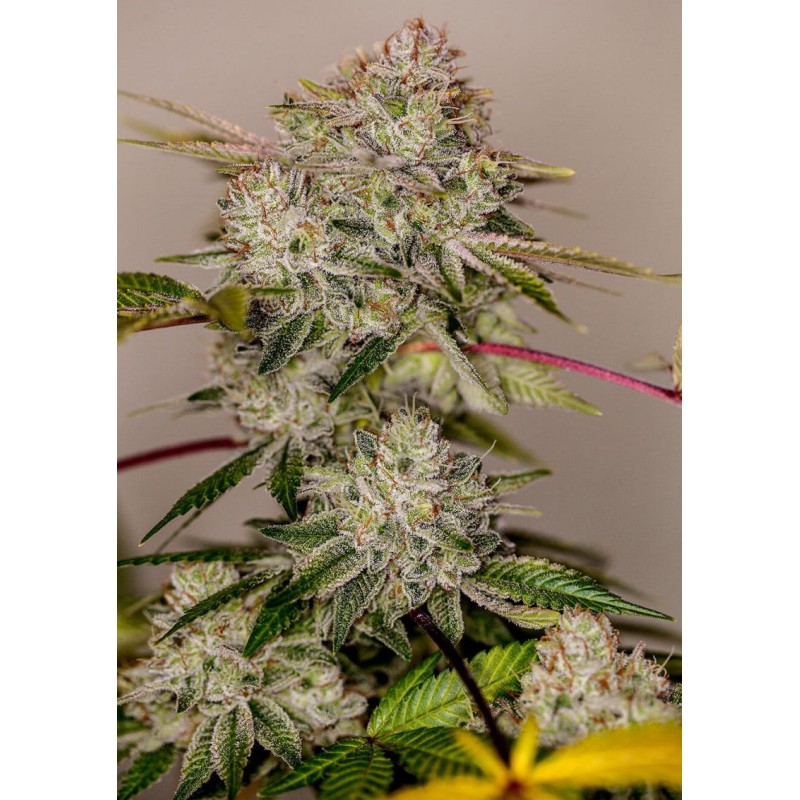 STICKY DREAM ·  Positronics · semillas de marihuana · Fem