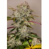 STICKY DREAM ·  Positronics · semillas de marihuana · Fem