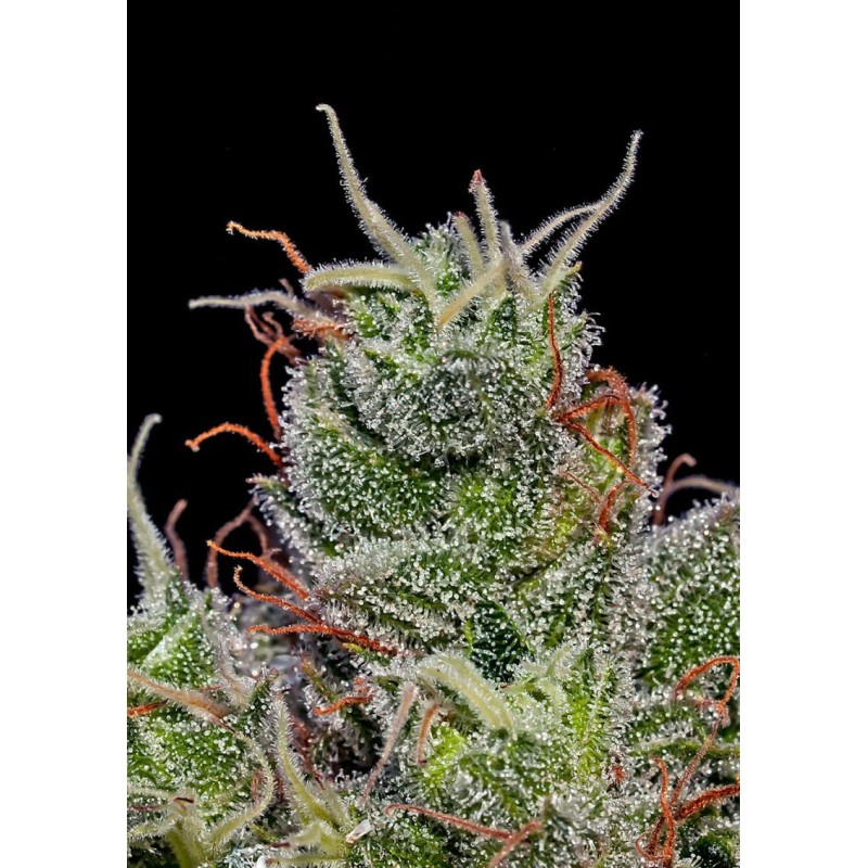 SUPERCHEESE EXPRESS AUTO · Positronics · semillas de marihuana · AutoFem