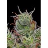 SUPERCHEESE EXPRESS AUTO · Positronics · cannabis seeds · AutoFem