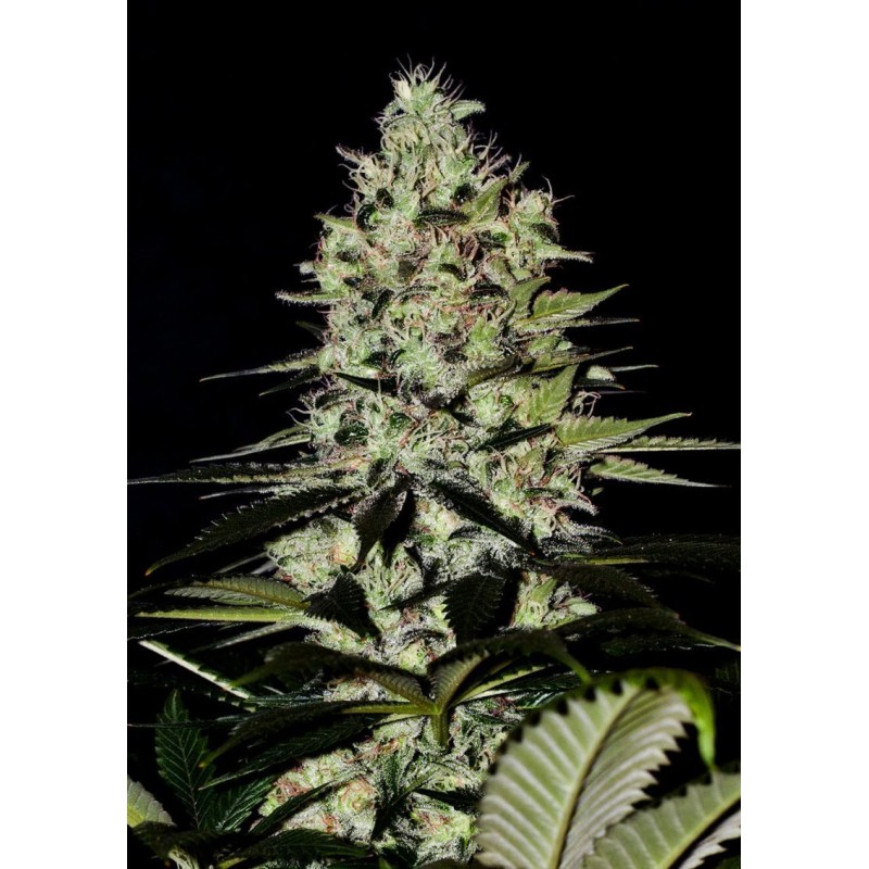 WERNARD EXPRESS · Positronics · semillas de marihuana · AutoFem