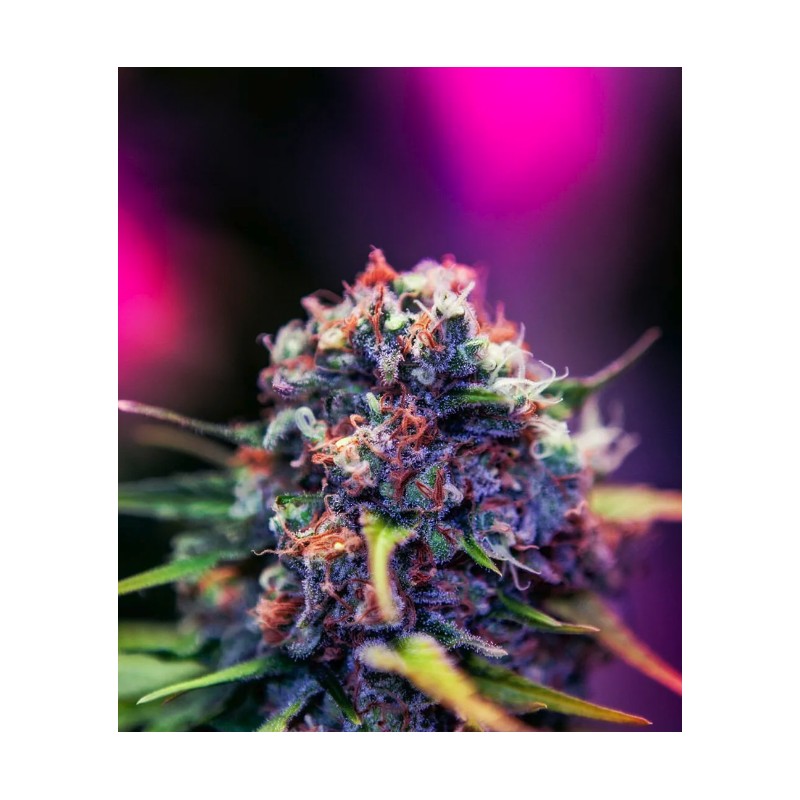 BLACK WIDOW CBD · Positronics · semillas de marihuana · Fem