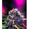 BLACK WIDOW CBD · Positronics · cannabis seeds · Fem