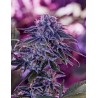 BLUE RHINO · Positronics · semillas de marihuana · Fem