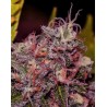 CARAMELICE · Positronics · semillas de marihuana · Fem