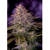 AMERICAN PURPLE · Positronics · semillas de marihuana · Fem