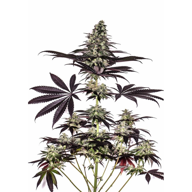 CBD CARAMELICE AUTO · Positronics · semillas de marihuana · AutoFem