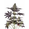 CBD CARAMELICE AUTO · Positronics · semillas de marihuana · AutoFem
