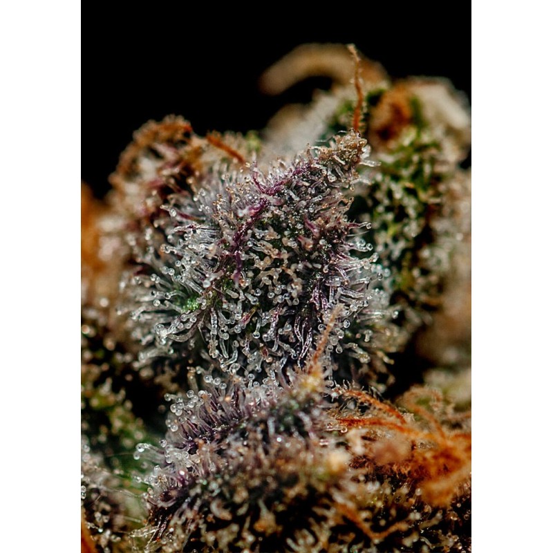CHIZPA · Positronics · semillas de marihuana · Fem