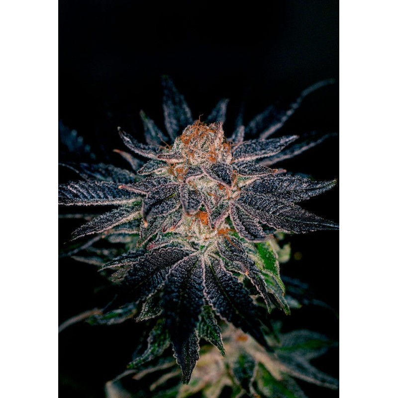 GELATO 47 · Positronics · semillas de marihuana · Fem