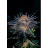 GELATO 47 · Positronics · semillas de marihuana · Fem