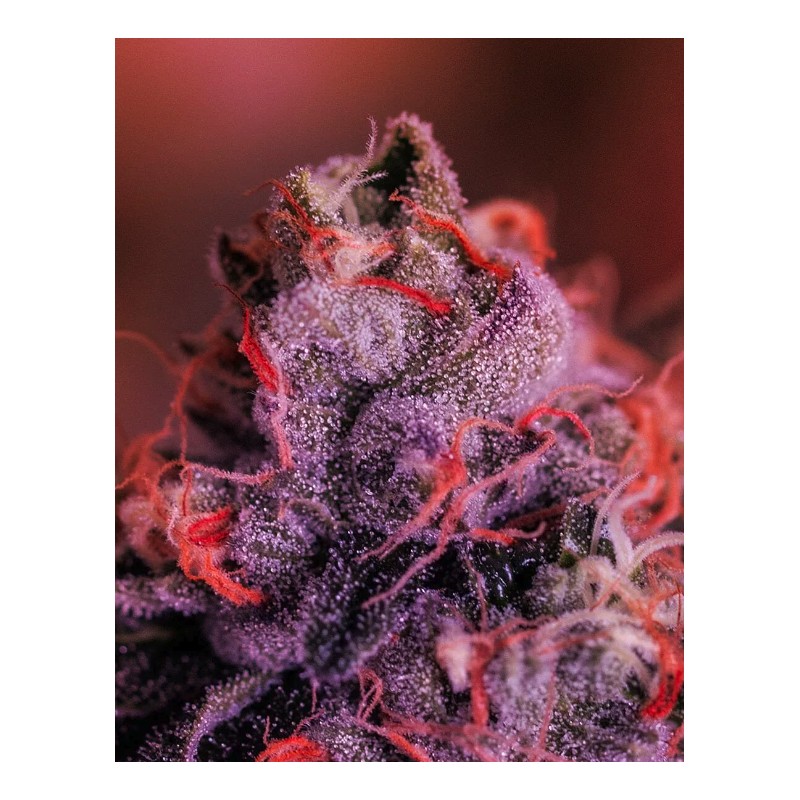 GORDO MASTER KUSH · Positronics · semillas de marihuana · Fem