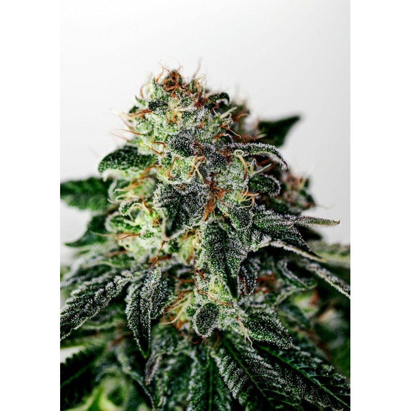 MYSTIC COOKIE AUTO · Positronics · semillas de marihuana · AutoFem