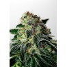 MYSTIC COOKIE AUTO · Positronics · semillas de marihuana · AutoFem