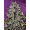 ONE LOVE HAZE · Positronics · semillas de marihuana · Fem
