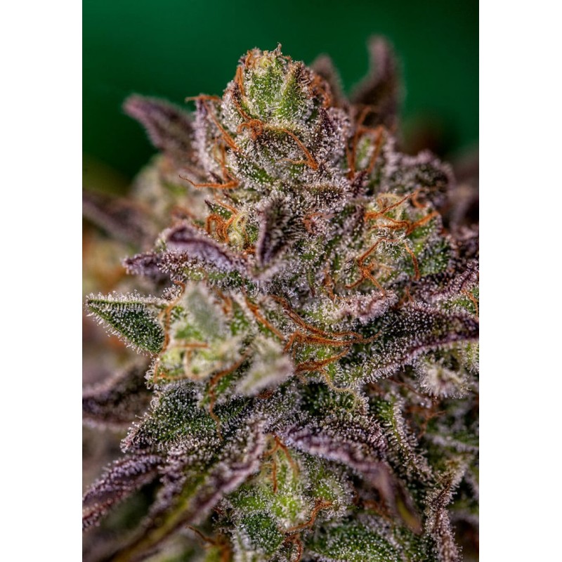 PURPLE CHERRY · Positronics · semillas de marihuana · Fem