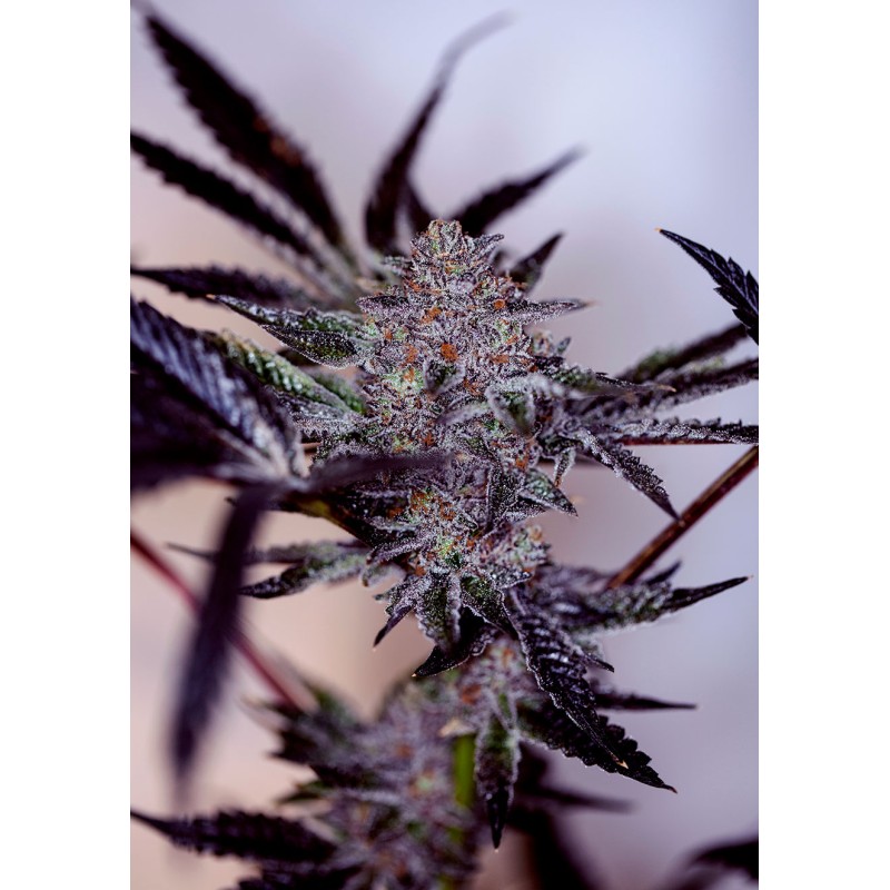 PURPLE CHERRY AUTO · Positronics · semillas de marihuana · AutoFem