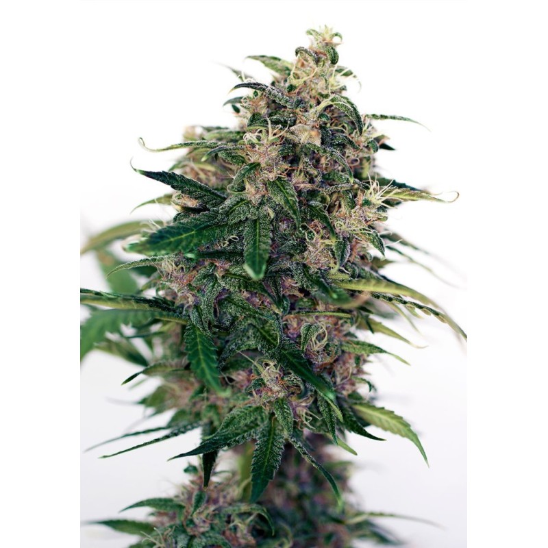 SOMANGO 47 AUTO · Positronics · cannabis seeds · AutoFem