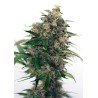 SOMANGO 47 AUTO · Positronics · semillas de marihuana · AutoFem