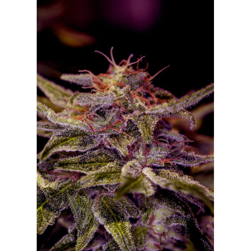 Z VALLEY · Positronics · semillas de marihuana · Fem