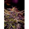 Z VALLEY · Positronics · semillas de marihuana · Fem