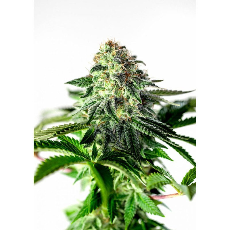 STICKY DREAM EXPRESS AUTO · Positronics · semillas de marihuana · AutoFem