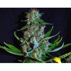 DIAMOND HEAD · Sagarmatha Seeds · semillas de marihuana · Fem