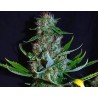 DIAMOND HEAD · Sagarmatha Seeds · semillas de marihuana · Fem