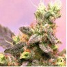 YUMBOLT · Sagarmatha Seeds · semillas de marihuana · Fem