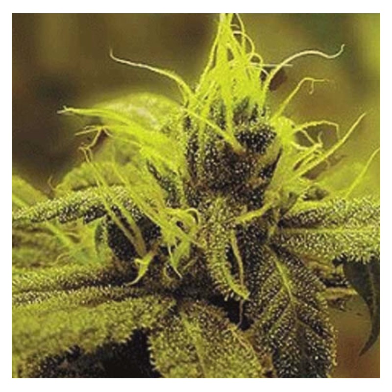 A 1 HAZE · Sagarmatha Seeds · seeds cannabis · Fem