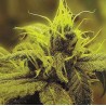 A 1 HAZE · Sagarmatha Seeds · semillas de marihuana· Fem