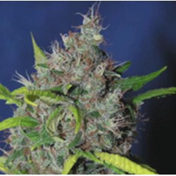 BLUEBERRY BUD · Sagarmatha Seeds · semillas de marihuana · Fem
