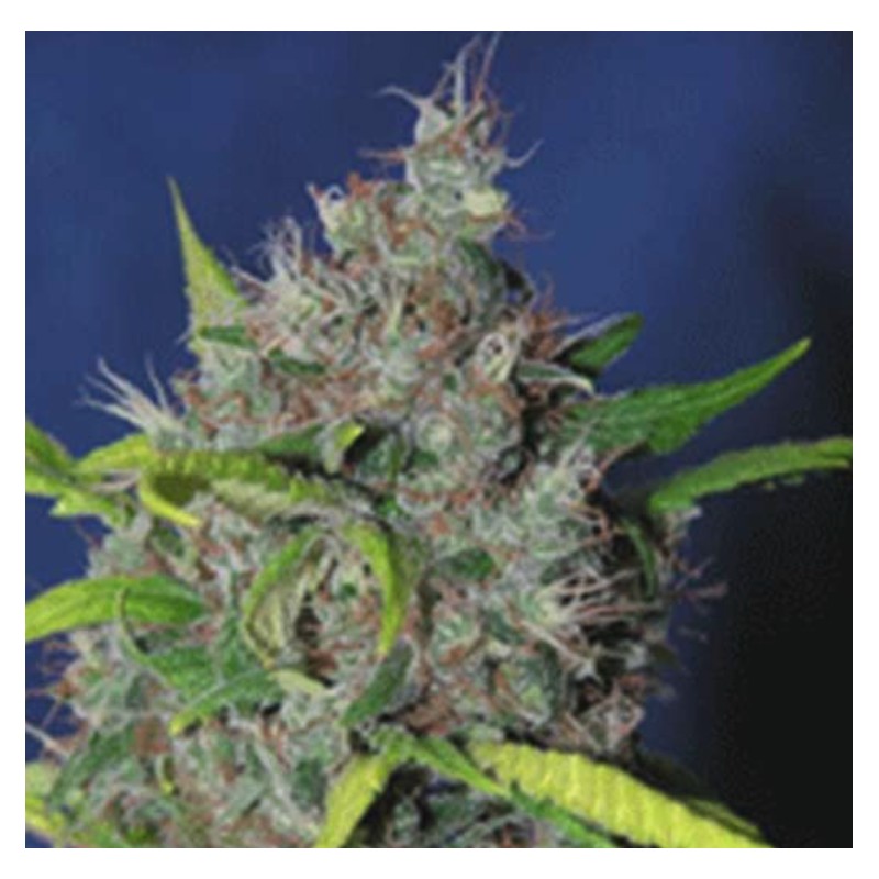 BLUEBERRY BUD · Sagarmatha Seeds · cannabis seeds · Fem