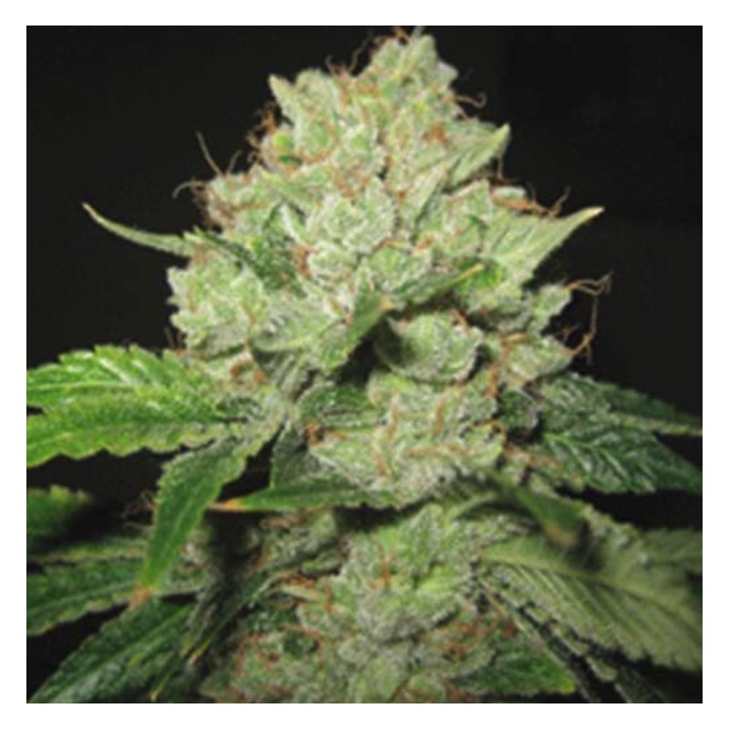 CALTRAIN WRECK · Sagarmatha Seeds · semillas de marihuana · Fem