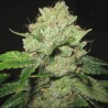 CALTRAIN WRECK · Sagarmatha Seeds · semillas de marihuana · Fem