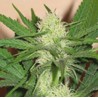 CHEEZ WRECK · Sagarmatha Seeds · semillas de marihuana · Fem