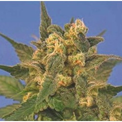INDICA XXL · Sagarmatha Seeds · semillas de marihuana ·  Fem
