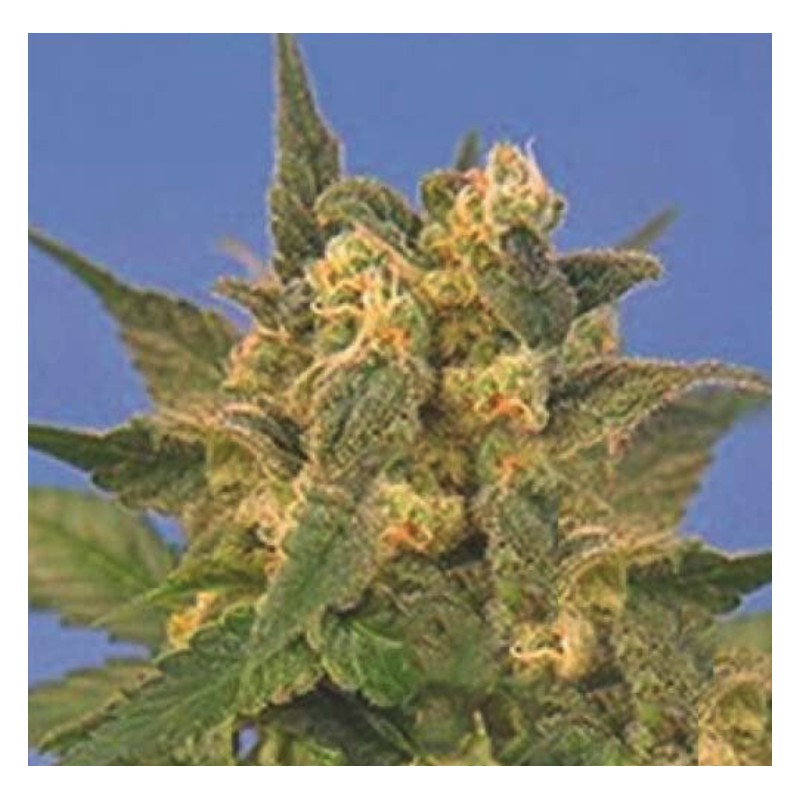 INDICA XXL · Sagarmatha Seeds · semi di canapa ·  Fem