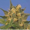 INDICA XXL · Sagarmatha Seeds · semillas de marihuana ·  Fem