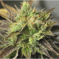 STRAWBERRY D-LITE · Sagarmatha Seeds · semillas de marihuana · Fem