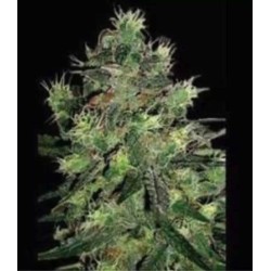 BLACK THUNDERFUCK · Sagarmatha Seeds · semillas de marihuana · Fem