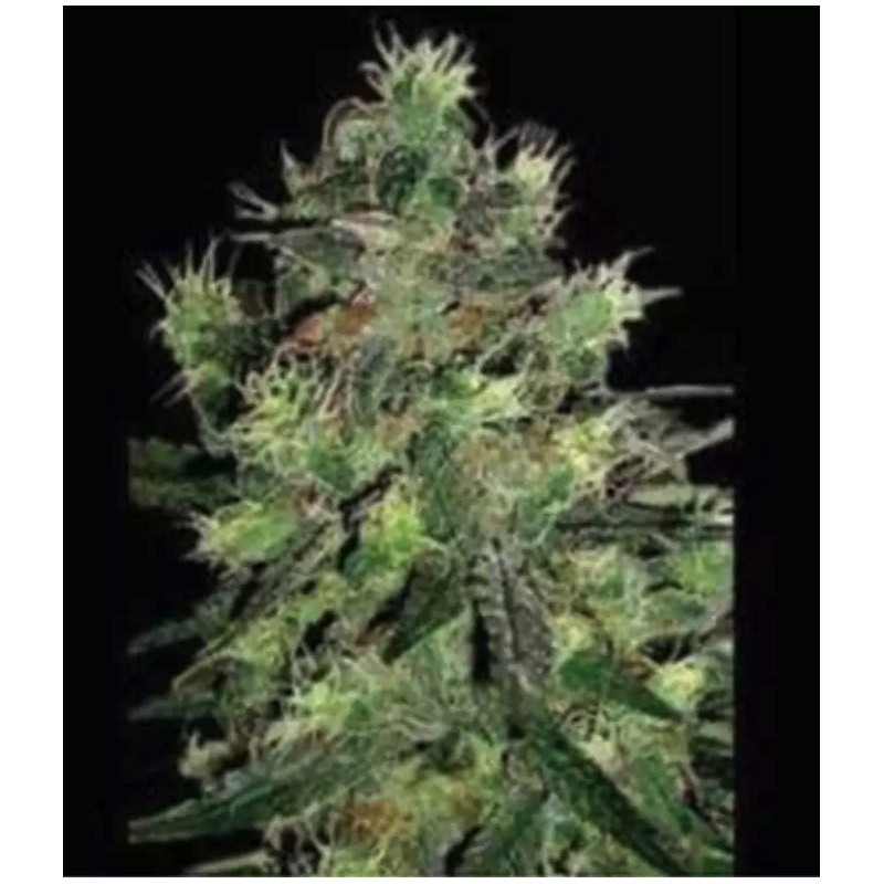 BLACK THUNDERFUCK · Sagarmatha Seeds · semillas de marihuana · Fem