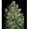 BLACK THUNDERFUCK · Sagarmatha Seeds · semillas de marihuana · Fem