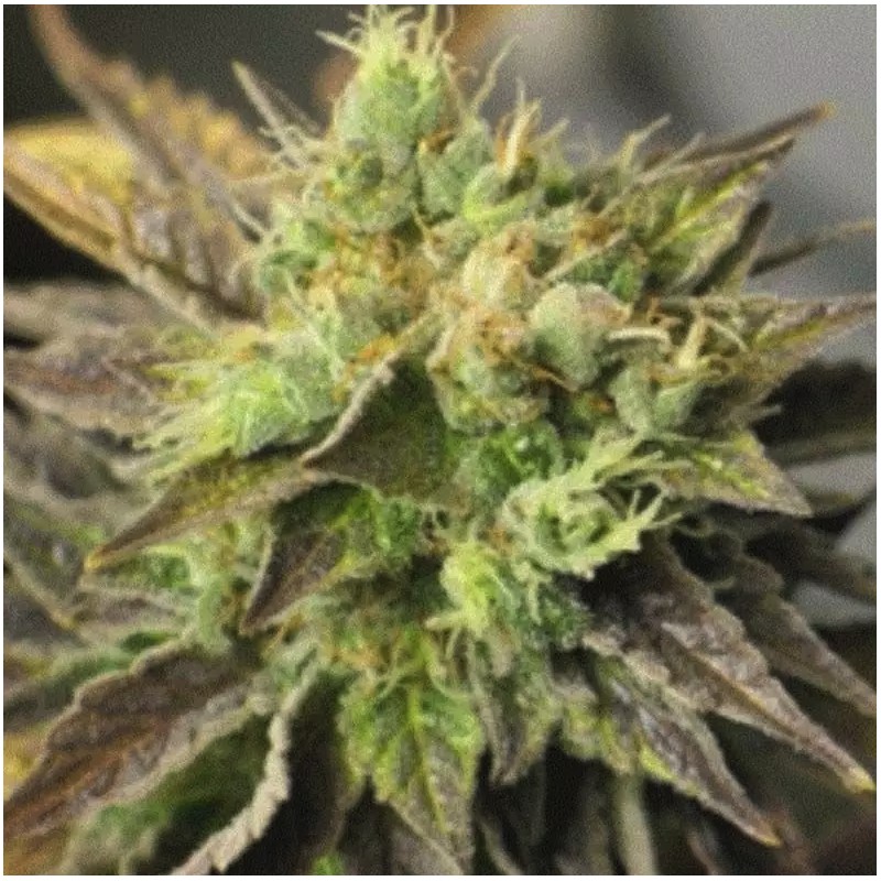 DOUBLE DIESEL RYDER · Sagarmatha Seeds · semillas de marihuana · AutoFem