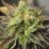 DOUBLE DIESEL RYDER · Sagarmatha Seeds · cannabis seeds · AutoFem