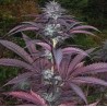 PURPLE PINECONE · Sagarmatha Seeds · semillas de marihuana · Fem