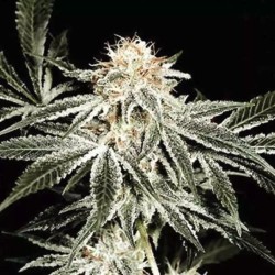 SOLO RYDER · Sagarmatha Seeds · semillas de marihuana · AutoFem