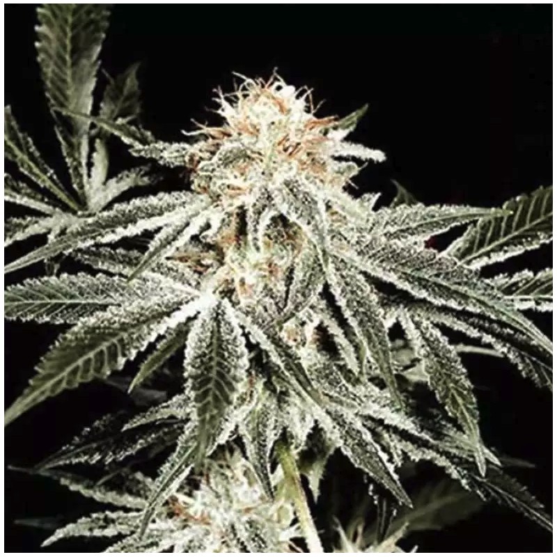 SOLO RYDER · Sagarmatha Seeds · cannabis seeds · AutoFem