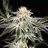 SOLO RYDER · Sagarmatha Seeds · semillas de marihuana · AutoFem
