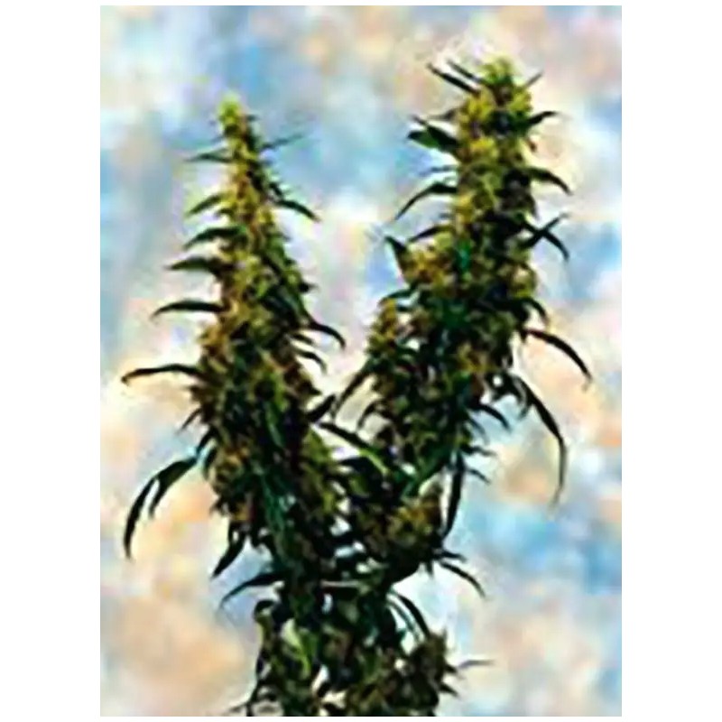 WESTERN WINDS KALI MIST · Sagarmatha Seeds · semillas de marihuana · Fem